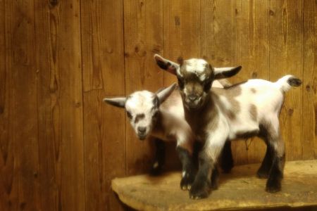 IMG_junge Zwergziegen verkleinert.jpg